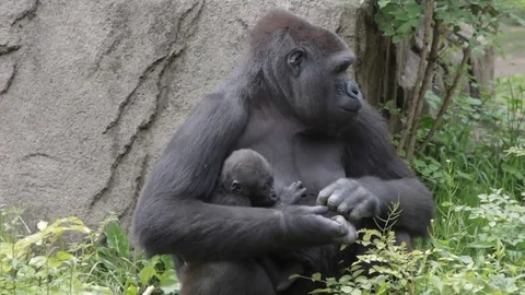 Female Gorilla with Baby Eating Stock Footage
