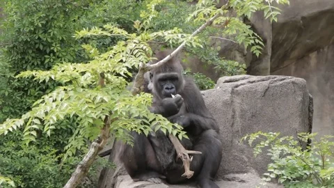 Female Gorilla Eating Video stock 69784628