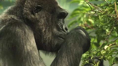 A female Gorilla head Stock Footage 284255558