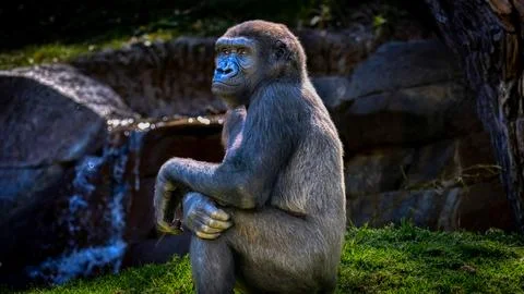 A Female Gorilla Stock Photos