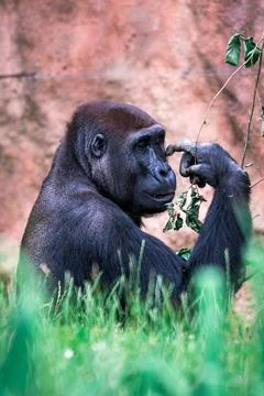 Female of gorilla Stock Photos