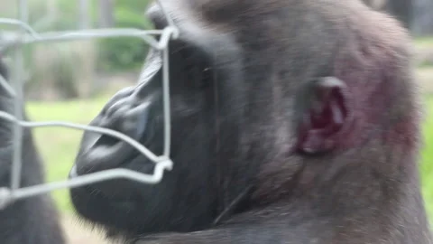 Female Gorilla Playing with a Small Stick Stock Footage 218513167