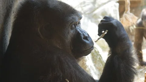 A female gorilla resting. Stock Footage 109534910