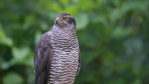 Female Goshawk Stock Footage 312857037