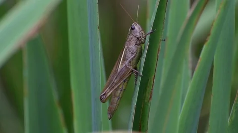 Female grasshopper hiding Stock Footage 83374431