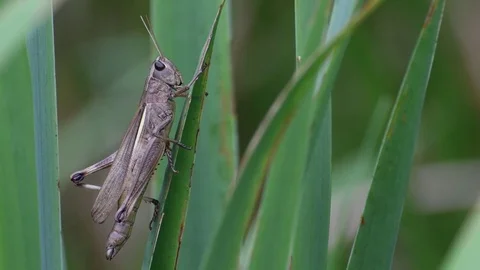Female grasshopper moving its anus Stock Footage 83374423