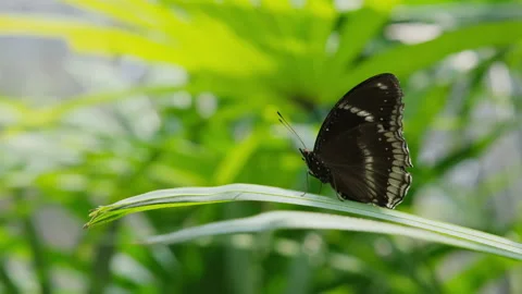 Female Great Eggfly on swaying leaf in wind Видео 345204174