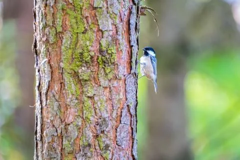Female Great Tit on Tree Stock Photos