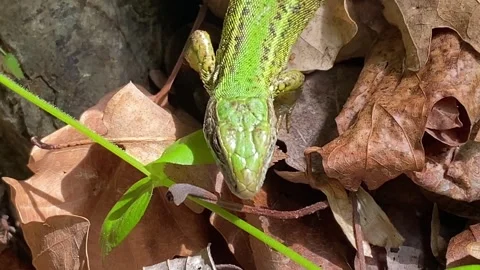 Female Green Lizard Crawls Over Dry Oak Leaves Stock Footage 337987104