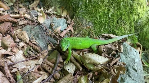 Female Green Lizard Resting on Dry Leaves Stock Footage 337987589