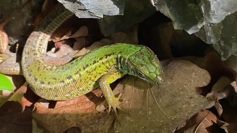 Female Green Lizard Resting Under Rock and Turning Toward Camera Stock Footage 337987110