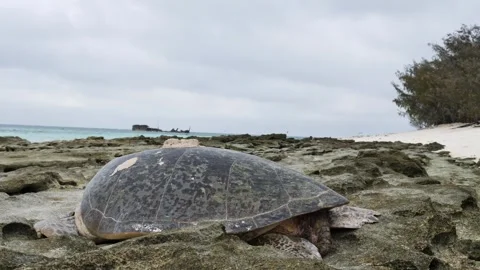 Female Green turtle resting on an exposed reef waiting for the high tide to Stock Footage 329285650