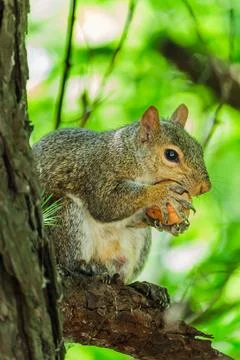 Female Grey Squirrel with Nut in Tree Stock Photos