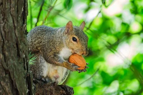 Female Grey Squirrel with Nut in Tree Stock Photos