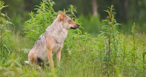 Female grey wolf sitting in heavy rain in the forest Stock Footage 246473006