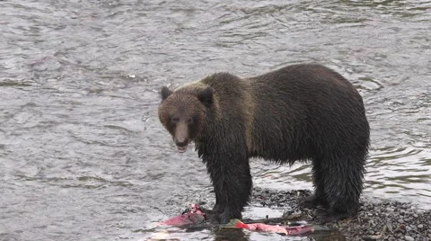 Female grizzly bear eats salmon Stock Footage 64330935