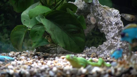 Female Guppy fish in a decorative aquarium Stock Footage