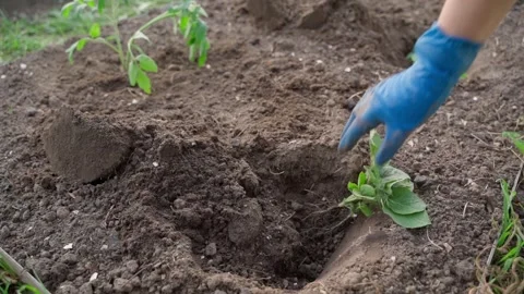 Female hand in blue rubber gloves placing physalis seedling into hole in garden Stock-Footage 341746956