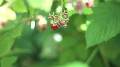 The female hand breaks raspberry berry from a bush in the summer afternoon. Stock Footage 113195895