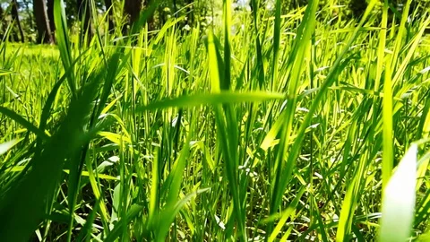 Female hand brushing through grass on field Stock Footage 128817029
