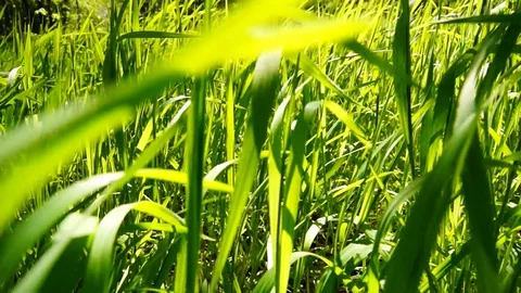 Female hand brushing through grass on field Stock Footage 128817033