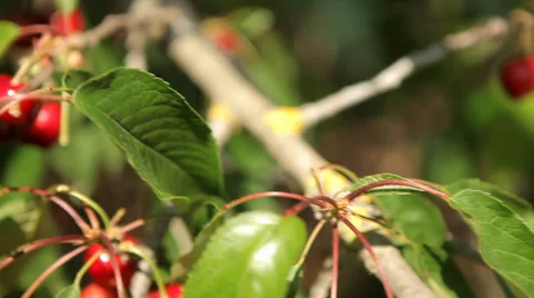 Female Hand Checking Cherries on Tree - Tracking Shot 스톡 동영상 38413161