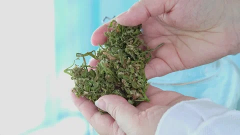 Female hand close-up puts green hemp buds in a glass jar for safekeeping, lab Stock Footage 161968893