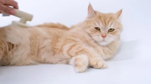 Female hand combs a fluffy ginger cat with brush on white background. Stock Footage 309005565