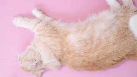 Female hand combs a fluffy ginger cat with brush on pink background. Stock Footage 309097370