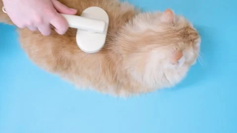 Female hand combs fluffy ginger cat with brush on blue background, top view. Stock Footage 309278516