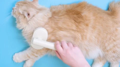 Female hand combs a fluffy ginger cat with brush on blue background. Stock Footage 309853739