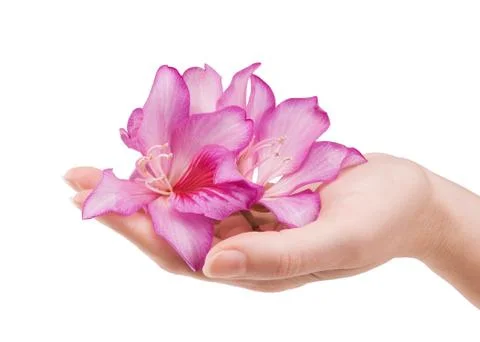 Female hand with flower Stock Photos