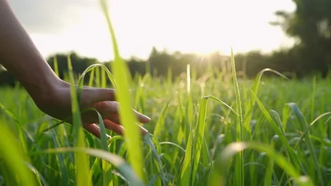 female hand, touch, grass Stock Photo