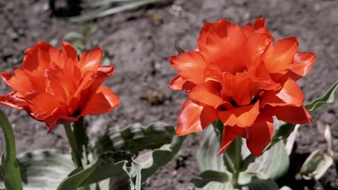 Female Hand Gently Touching Blooming Red Tulips in Sunny Spring Garden Stock Footage 339070597