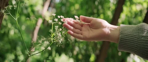 Female hand gently touching delicate wildflowers in green forest during summer Video stock 323933884