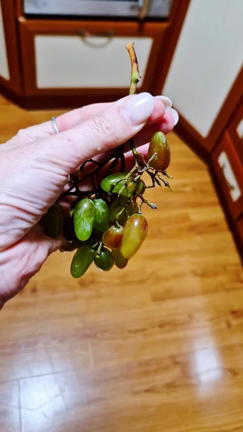 Female Hand Holding Fresh Bunch of Green Grapes Indoors Stock Footage 321971753