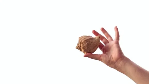 Female hand holding large seashell on white background Vídeo Stock 344844917