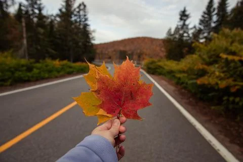 Female hand holding a maple leaf on an asphalt road in autumn. Stock Photos