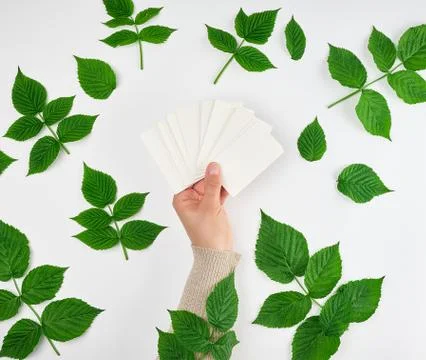 Female hand holding a stack of white empty paper business cards Stock Photos
