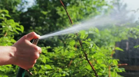 Female hand with a hose watering garden plants Stock Footage