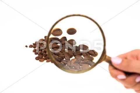 Female hand keepig magnifying glass over the coffee beans Stock Photos