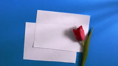 A female hand lays down two red tulips on a blue background and white blank Stock Footage 150948900