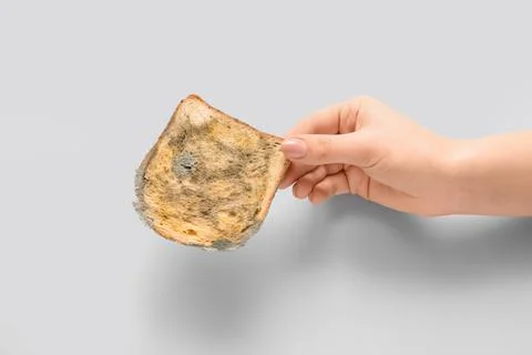 Female hand with moldy bread slice on blue background Stock Photos