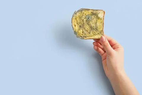 Female hand with moldy bread slice on blue background Stock Photos