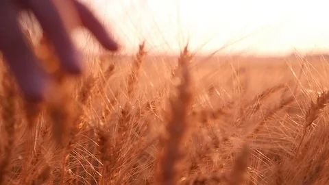 Female hand moves the spikes of ripe wheat at sunset in slow motion Stock Footage