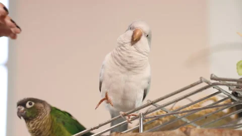 Female hand pets two cute birds (green-cheeked parakeet and quaker parrot 库存影片 138327657