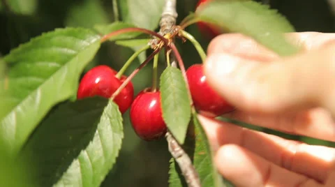Female Hand Picking Cherry From Tree Video stock 38436833
