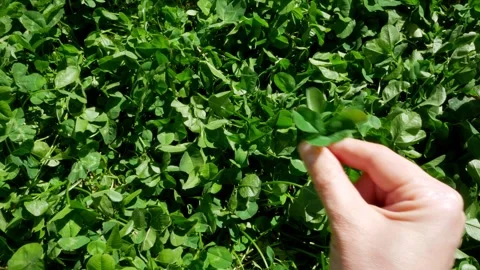 Female Hand Picking Clover Leaf, Gentle Touch, Nature Close-up, Green Grass Stock-Footage 319813966