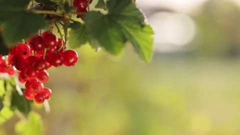 Female hand is picking delicious red currant from the tree branch. Close-up of Видео 337898853