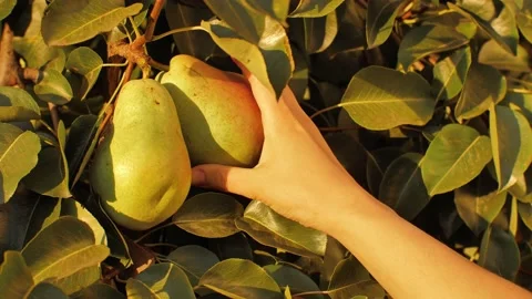 Female hand picking pear from tree Stock Footage 140355930